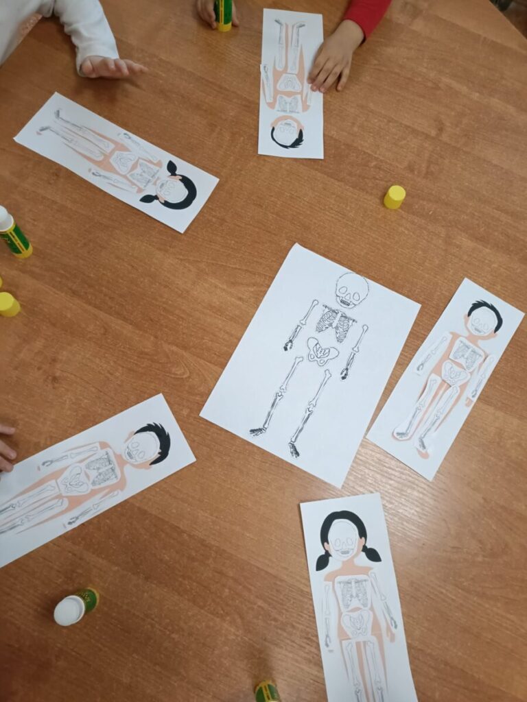 Układ kostny 7