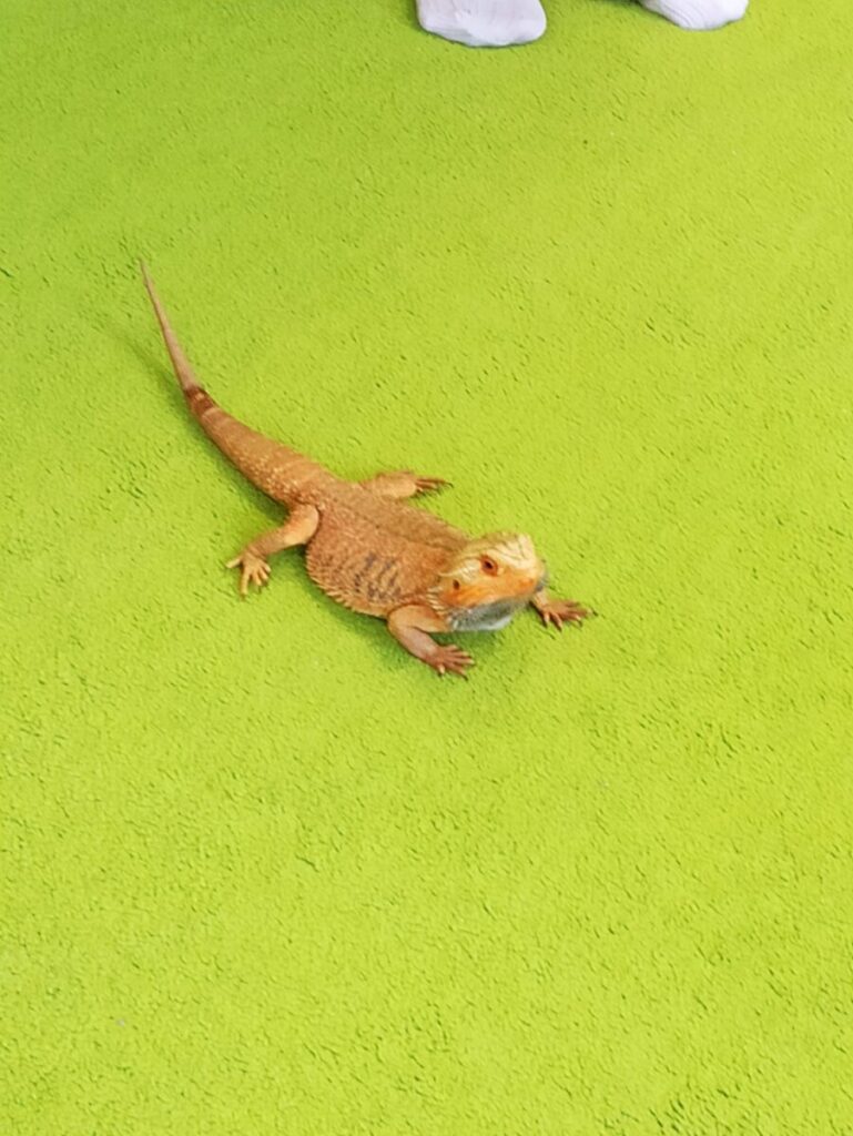 agama1
